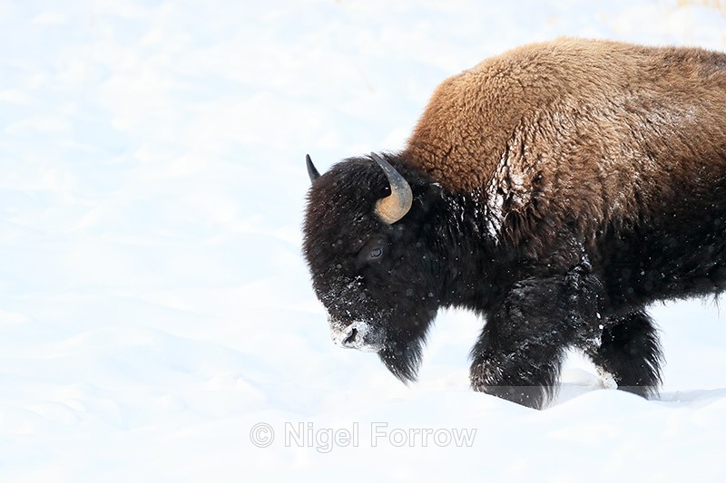 American Bison walks close by, Yellowstone National Park, Wyoming - Bison
