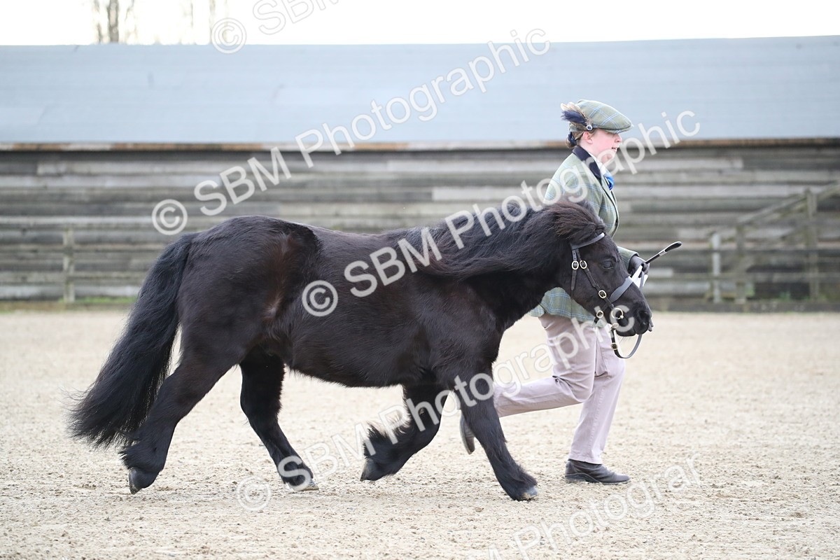 SBM_003902 - Class 1-4 - Young Stock classes Inc. In Hand Championship