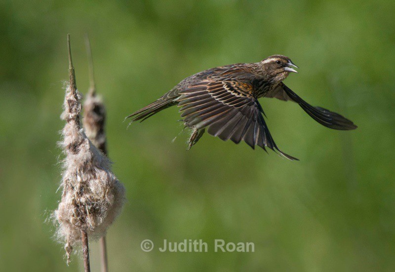 Redwinged Blackbird female - Backyard Birds of the Pacific Northwest