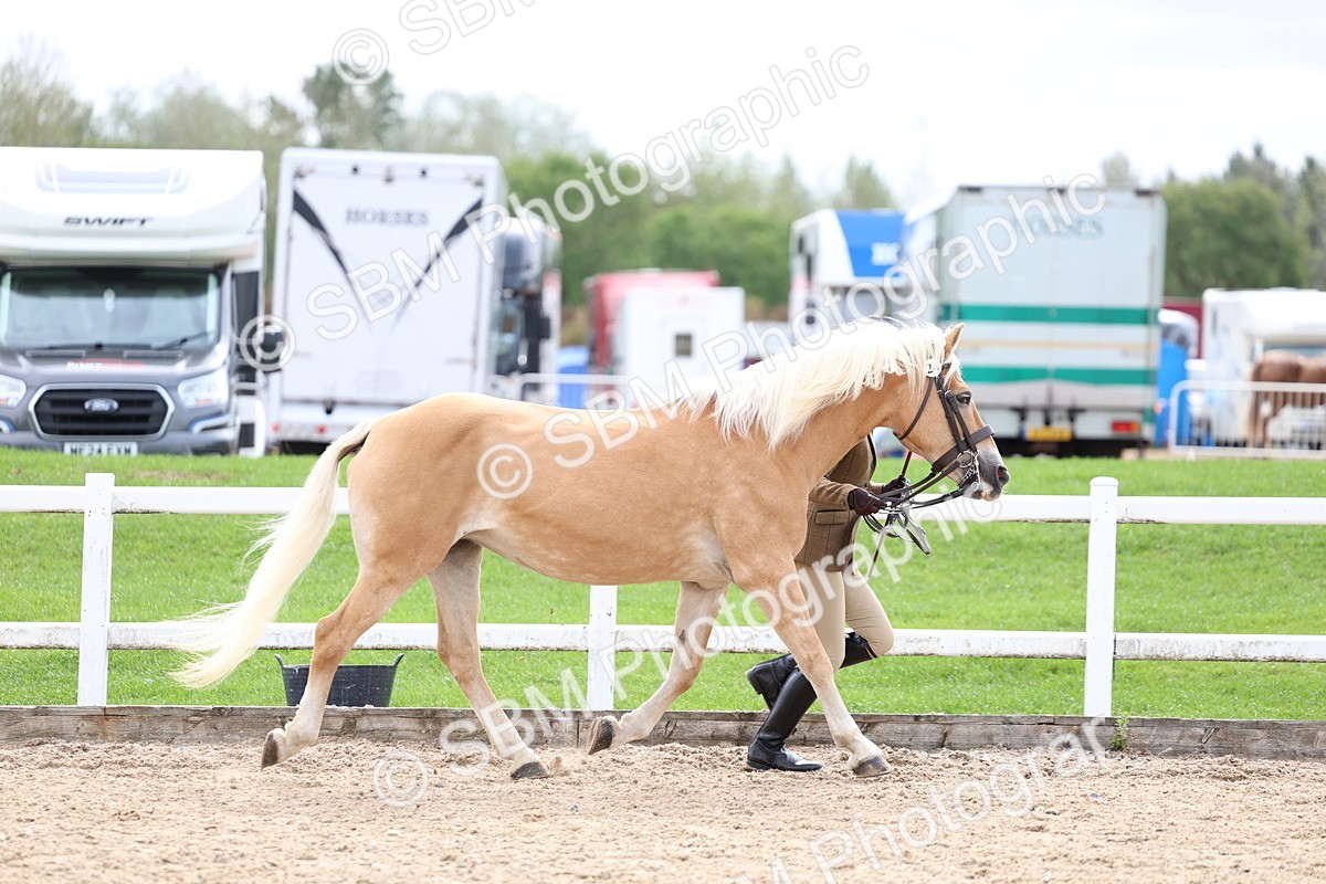 SBM_03910 - Class 25 - IH Foreign Breeds - Pure Bred