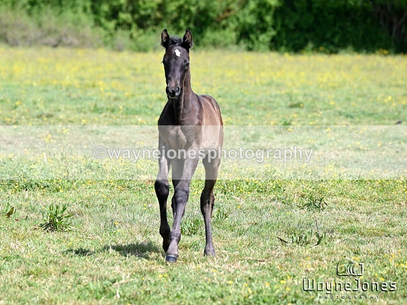 WJ6_4089 - Lyford Stud - Foals 01-06-25