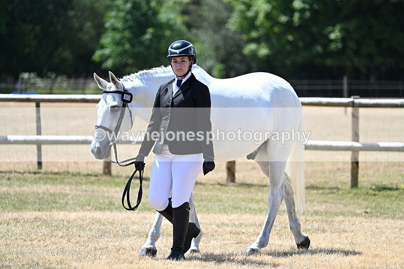 WJ7_2329 - Class 5a Most Handsome Gelding in hand (above 14.2hh)