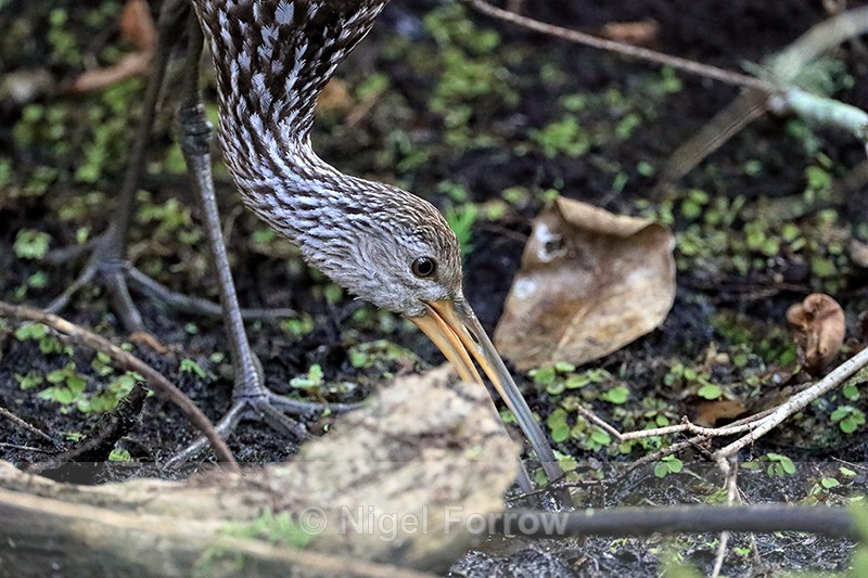 Close view of Limpkin foraging, Corkscrew Swamp, Florida - Limpkin