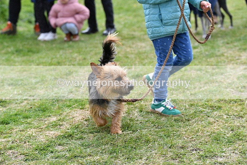 WJ5_0297 - Class 7 Best Terrier