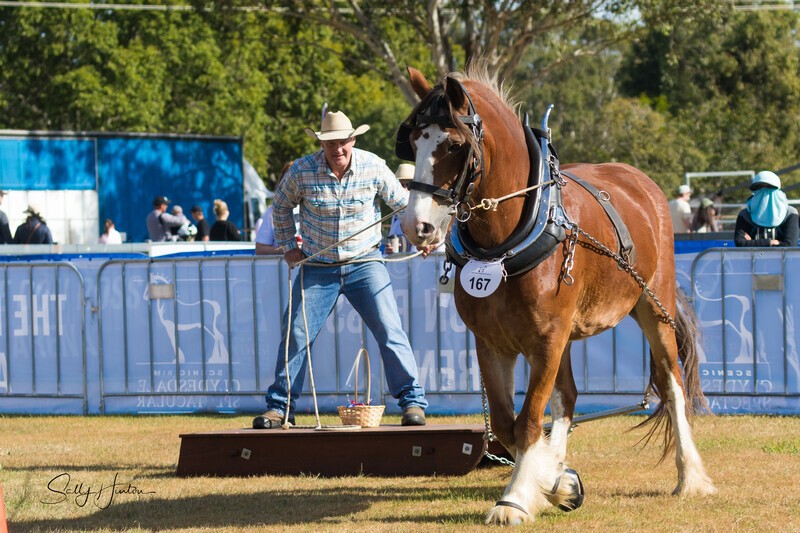 Man on sled-long rein. 0A3A7968 - 2025 Senic Rim Clydesdale Spectacular