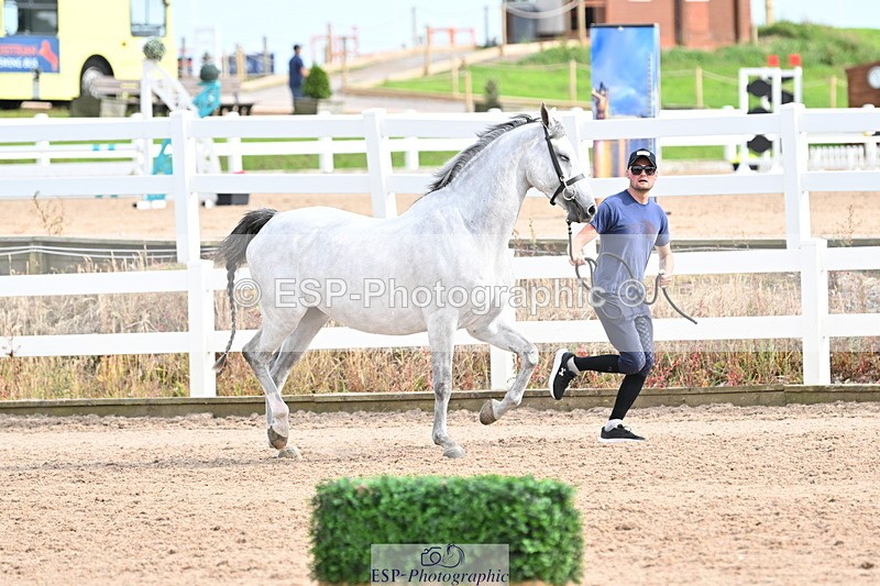 240717A-165743-03568 - Trot Up 4pm to 5pm