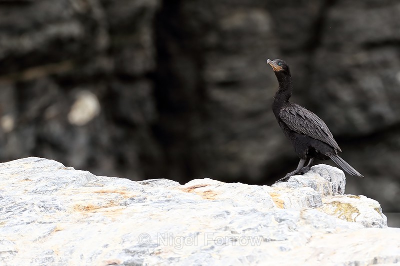Neotropic Cormorant perched on guano-covered rock, Chile - Neotropic Cormorant