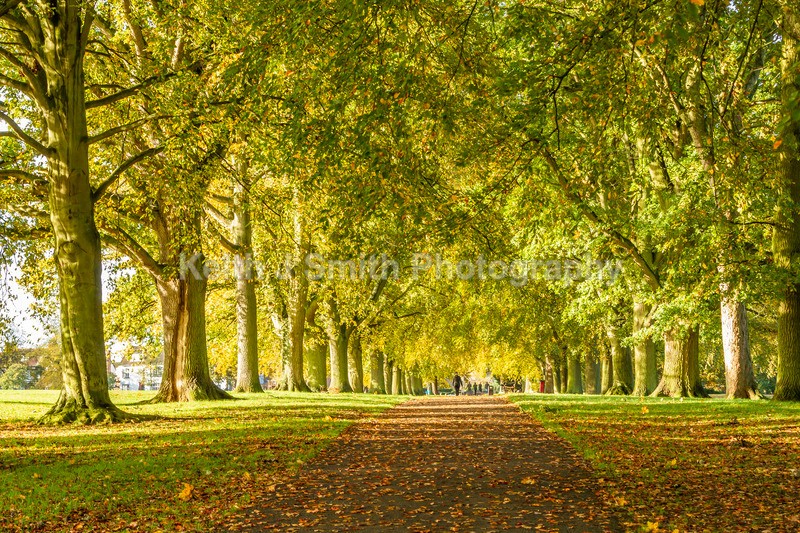 4KJS0700 - Trees in Abington Park