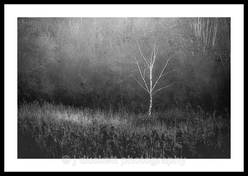  - White Tree in Woodland