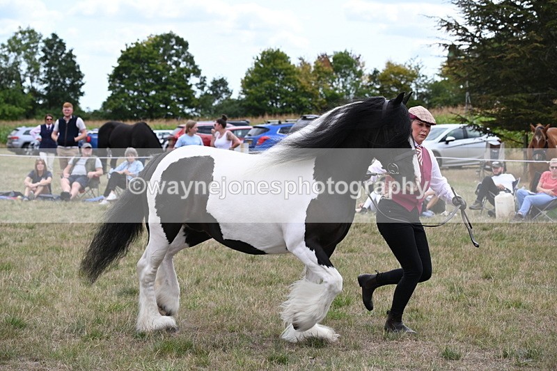 WJ6_5510 - Class 18 In-hand Coloured
