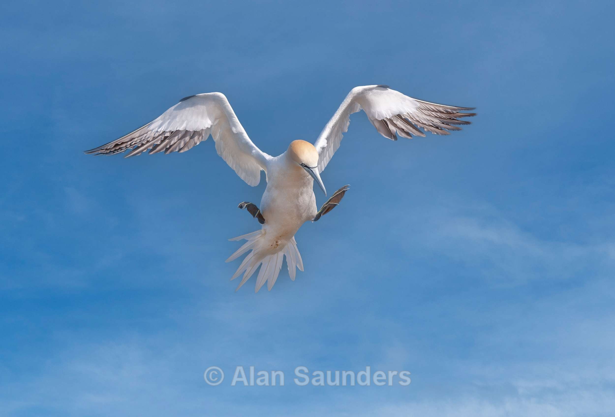 Gannet 3