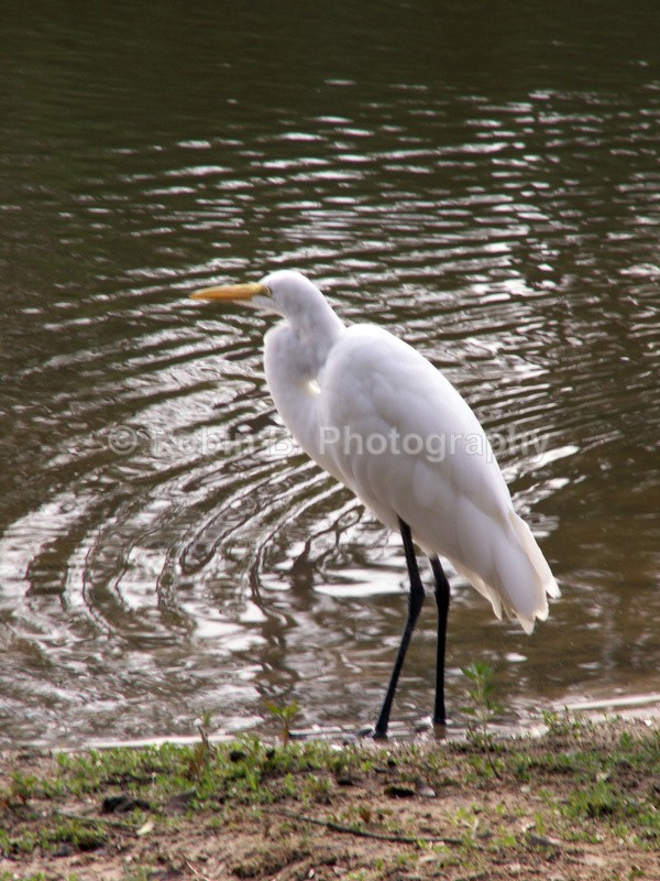  - animals and wildlife