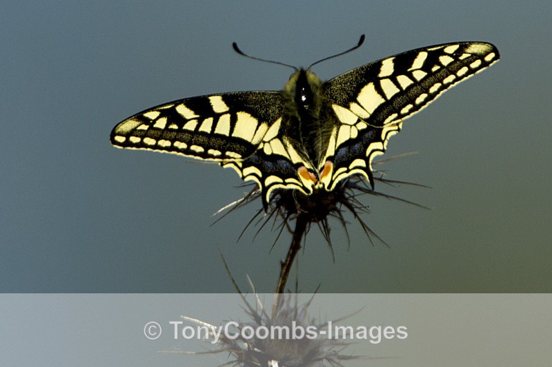 Spanish Swallowtail Butterfly - Other Wildlife
