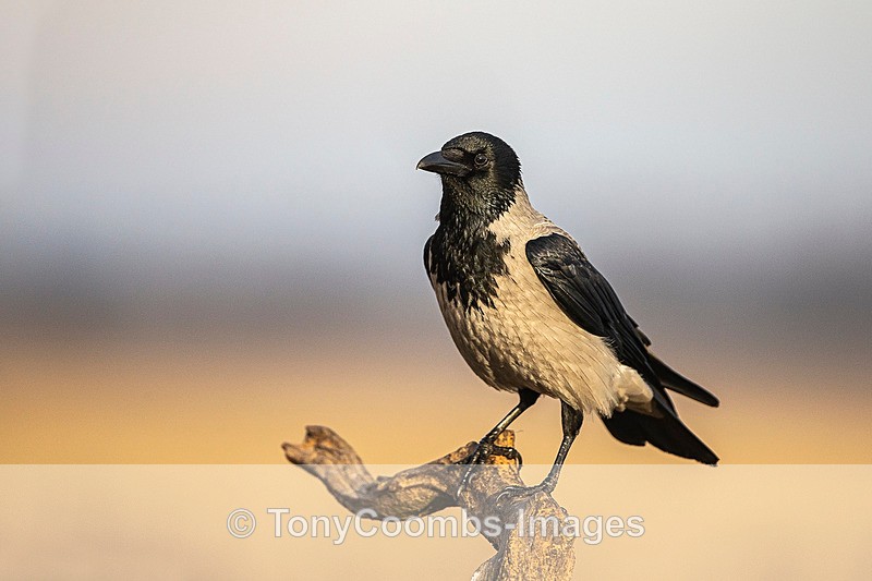 Hooded Crow - Buzzard and Drinking Pool Hides