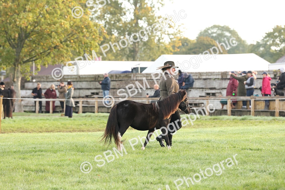 SBM_54390 - S51 - Foreign Breeds In Hand