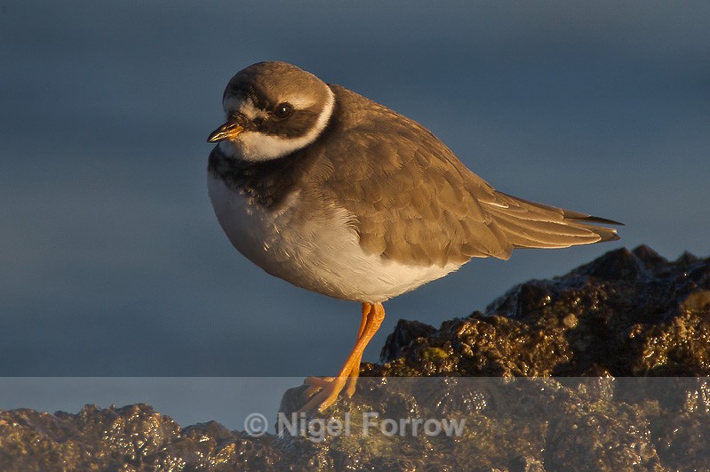 Ringed Plover - Ringed Plover