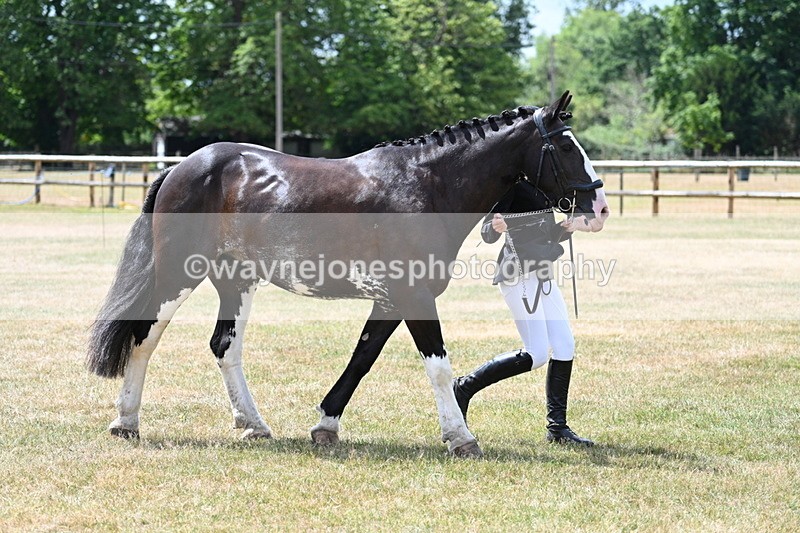 WJ7_1939 - Class 4a Prettiest Mare 14.2hh and over hand