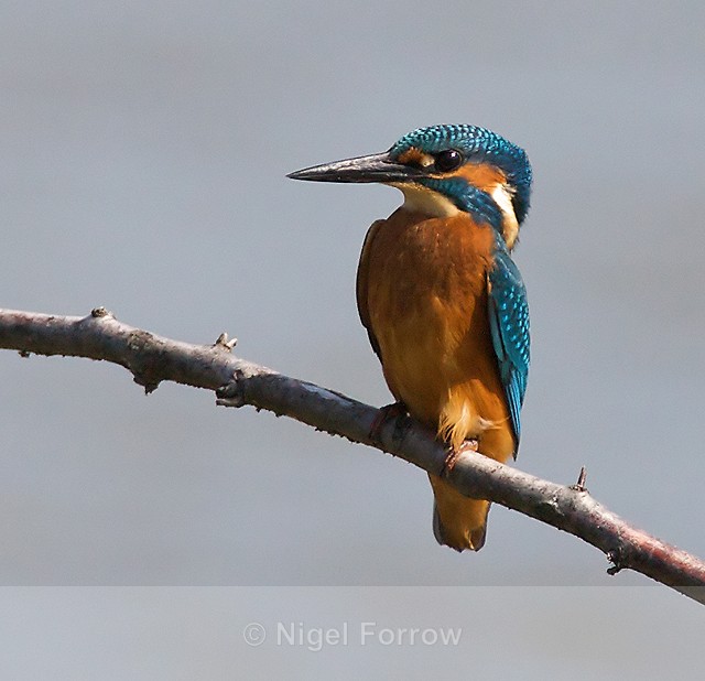 Kingfisher perched on a branch at Otmoor - Kingfisher