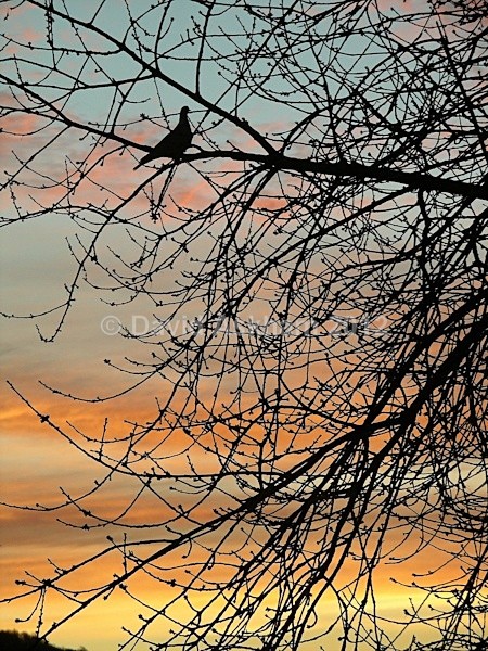 Dawn skies 1 - Reflective