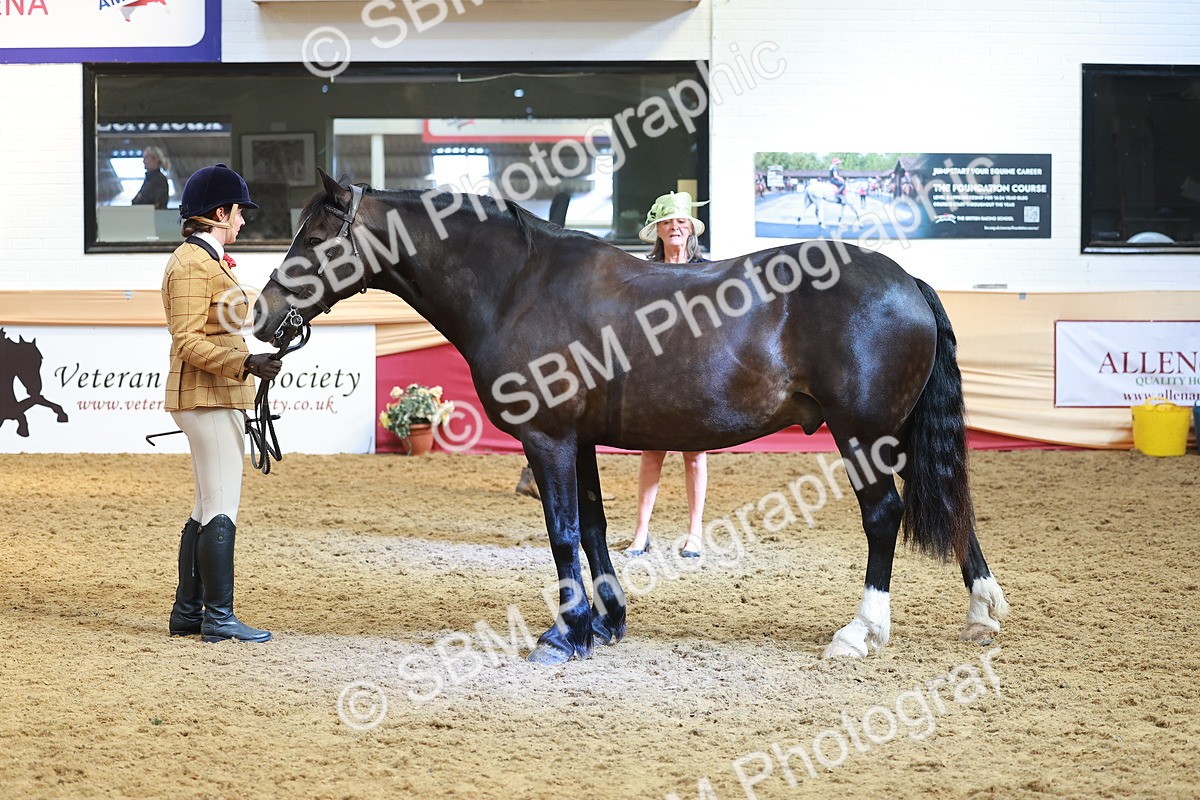 SBM_10712 - Class 103 - HOYS Veteran Qualifier - Ridden Pre Vet