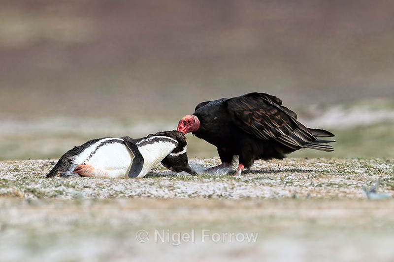 Turkey Vulture pulling at dead penguin, Volunteer Point, Falklands - Turkey Vulture