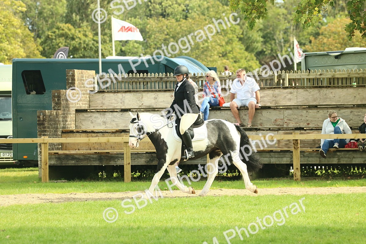SBM_66592 - S34 - Rehabilitated Rescue Horse & Pony In Hand & Ridden