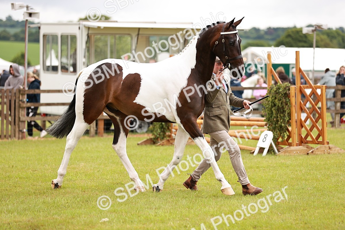 SBM_00751 - Class 26-30 Sport Horse In Hand
