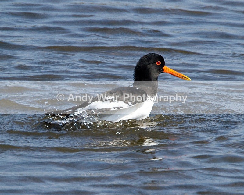20110422-IMG_4741 - Oyster Catcher