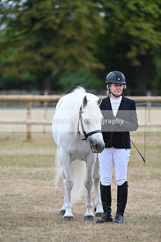 WJ7_9743 - Class 5a Most Handsome Gelding (above 14.2hh)