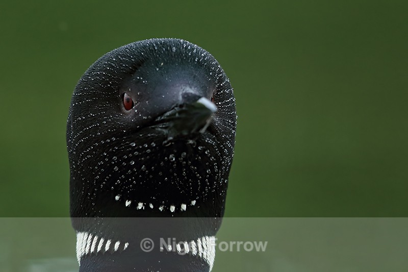 Water droplets on Common Loon head, Minnesota, USA - Great Northern Diver