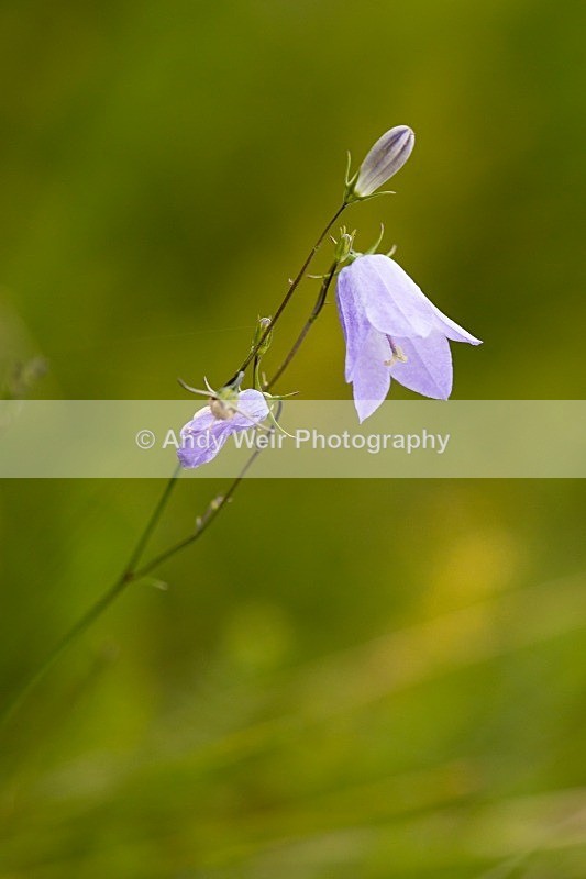20120812-_MG_9531 - Plants and Flowers