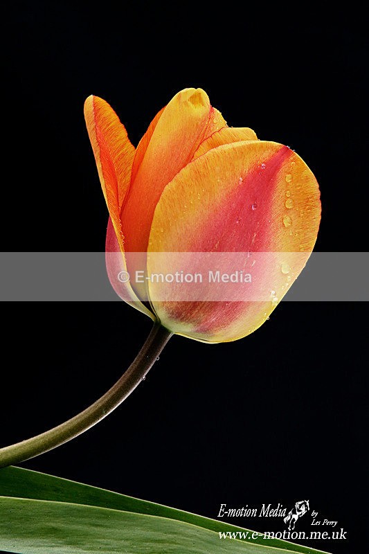 060420 -185902a - Nature