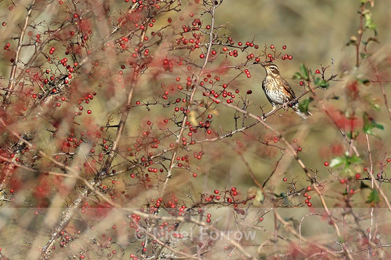 Redwing and red berries, Farmoor Reservoir, Oxfordshire - Redwing