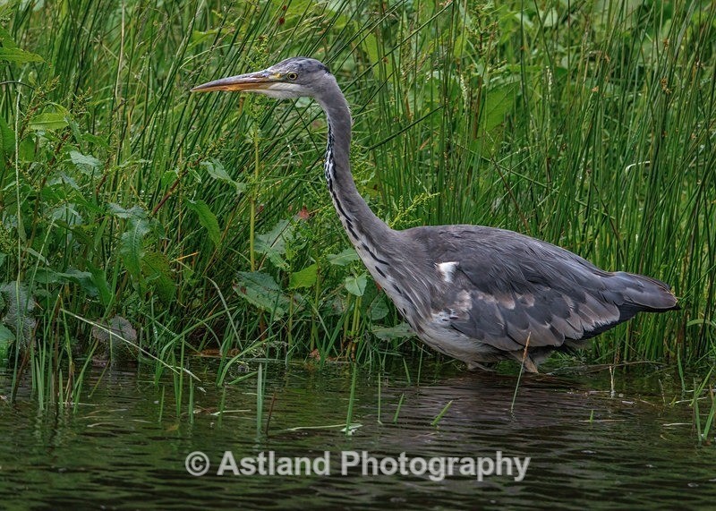 Heron - Latest Images