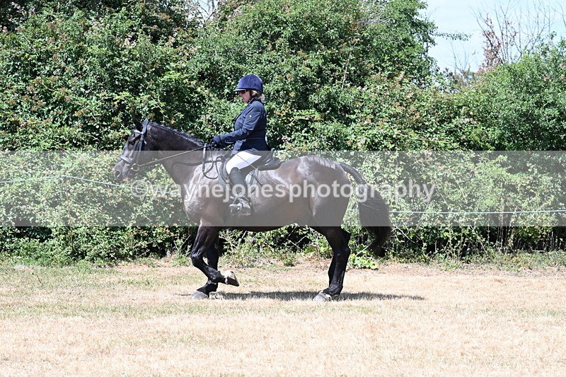 WJ7_2746 - Class 7 Riding Club Show Horse