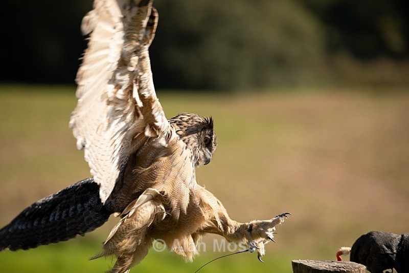 Eurasian Eagle Owl 1 - Wildlife