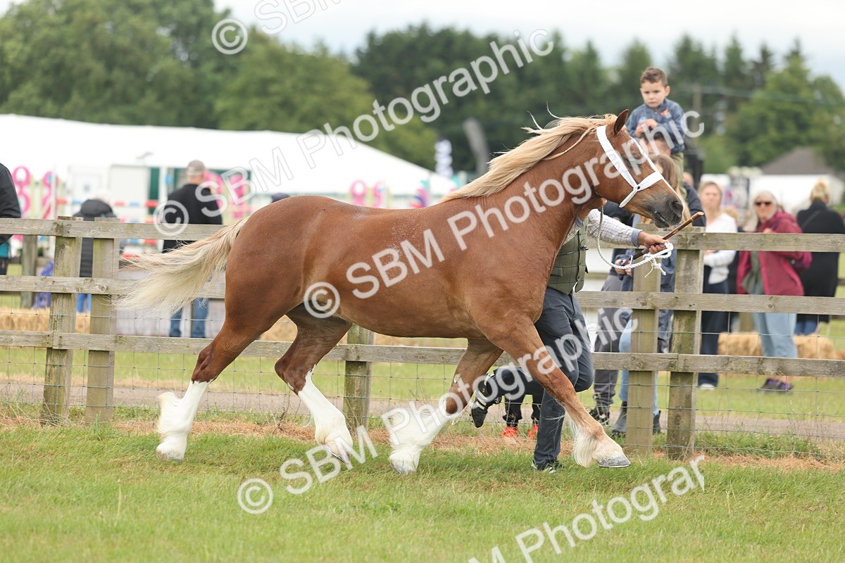 SBM_05011 - Class 50-57 - M&M Welsh Pony In Hand