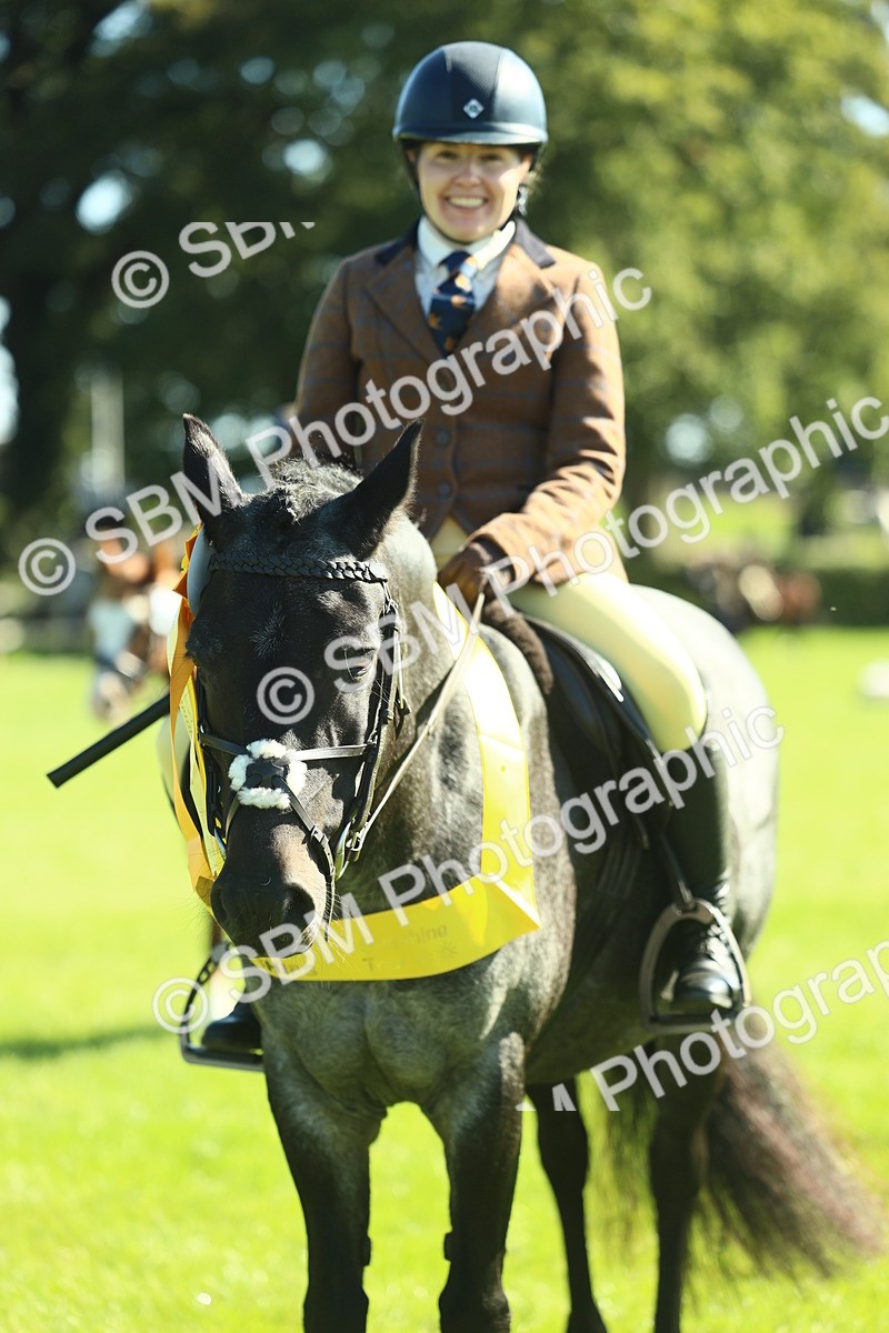 SBM_39066 - S29 - Novice & Newcomers Working Hunter Pony