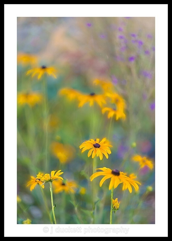  - Yellow Rudbeckia Dreams