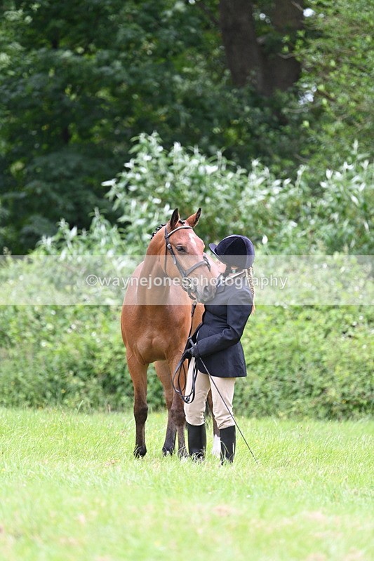 WJ7_3863 - Class 14A Handsome Gelding