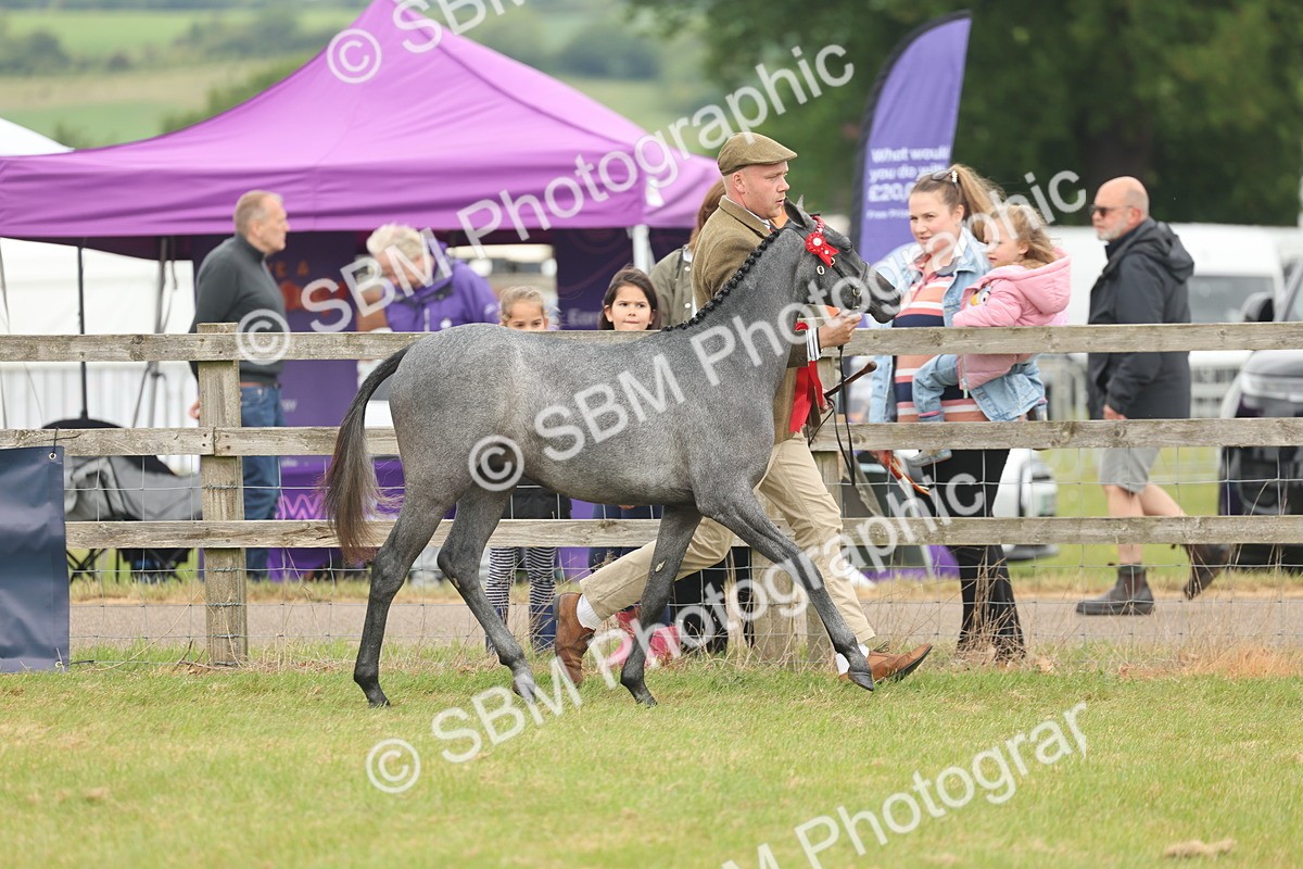 SBM_05385 - Class 68-73 - Riding Pony Breeding