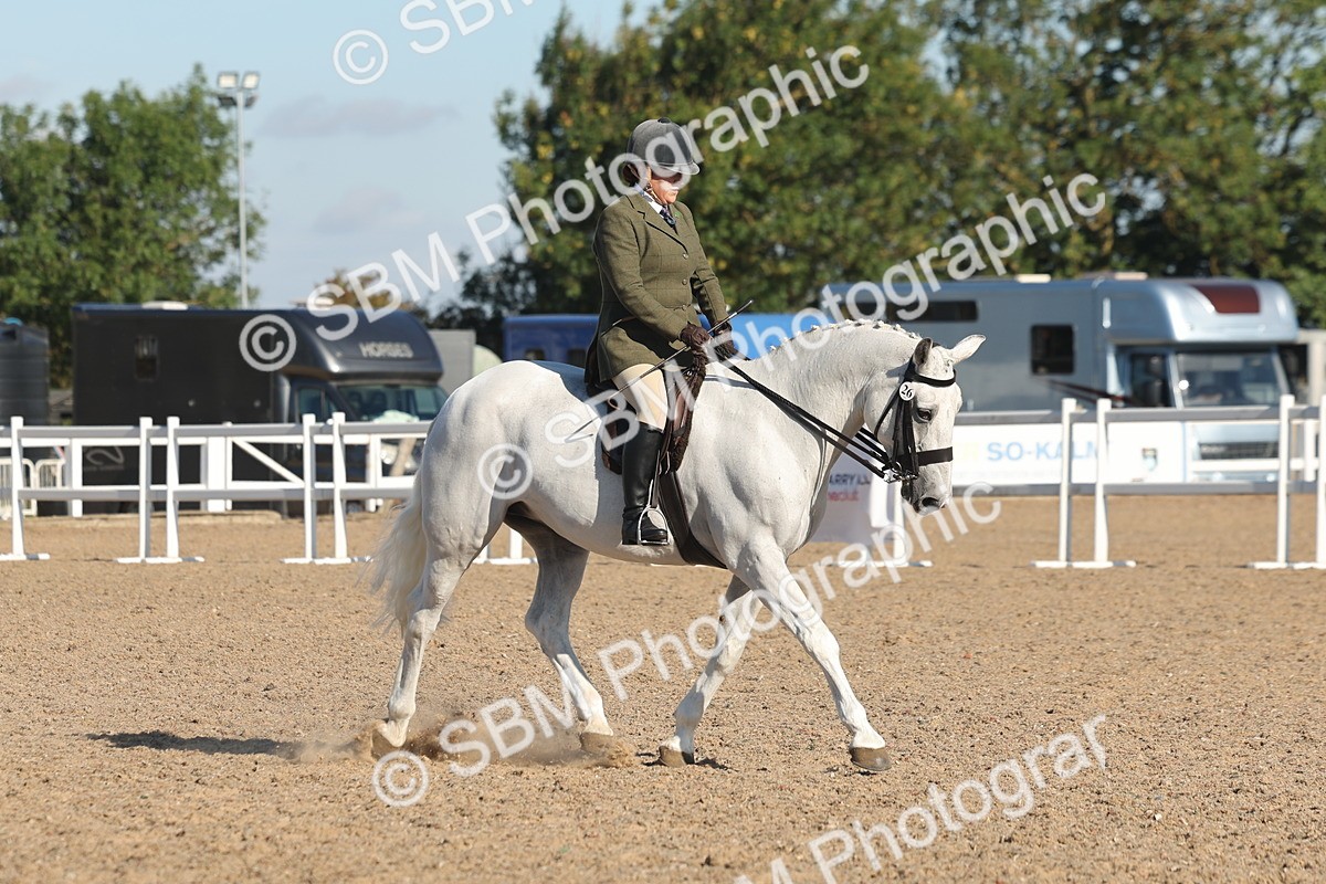 SBM_12207 - Class 303 - Ridden Pure Bred Horse Pony
