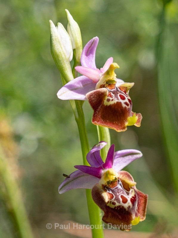 Apulian Ophrys (Ophrys fuciflora ssp apulica  also O. holoserica ssp apulica and O. apulica) - Gargano - Wild Orchids
