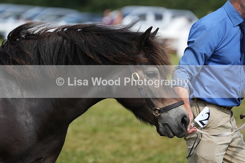 DSC05578 - Class 50: NPS M&M 4 years and over Small Breeds