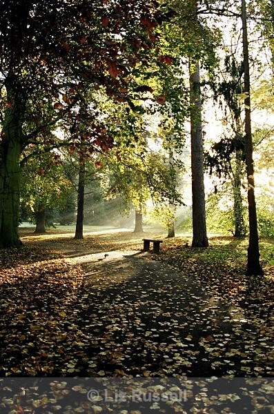 Autumn glade - Landscapes