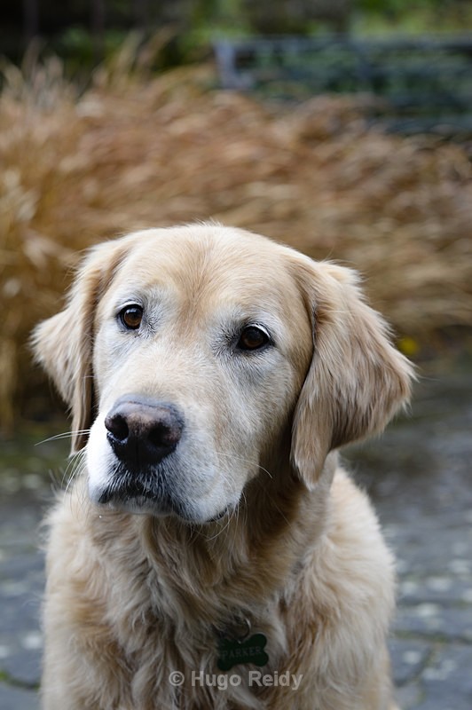  - Canine Friends