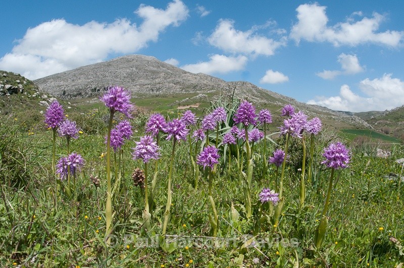  - Orchids - Crete
