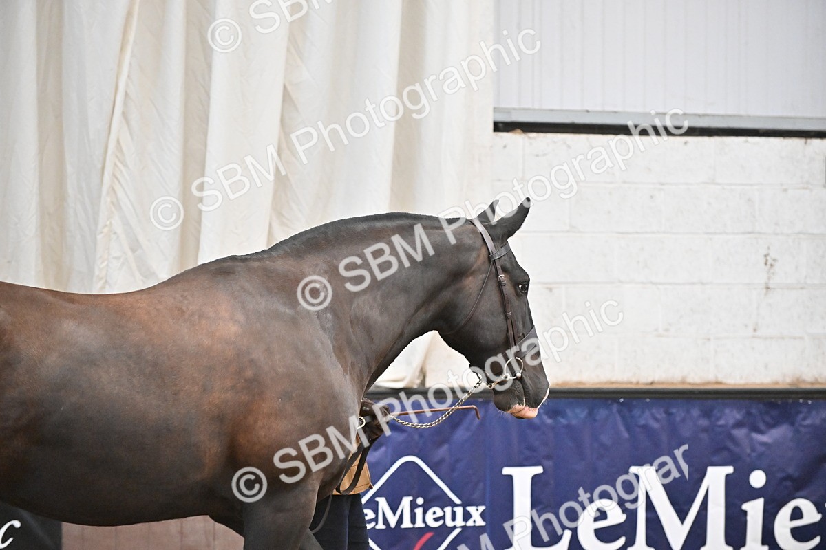 SBM_000061 - Class 4 - BSHA In Hand Show Cob