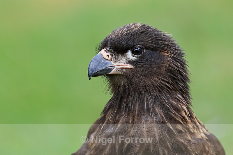 Striated Caracara (juvenile) portrait, Carcass Island, The Falklands - Striated Caracara