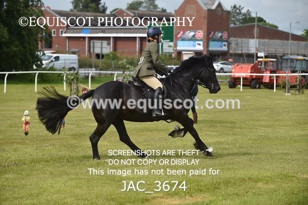 JAC_3674 - 75CM WORKING HUNTER